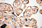 HPS5 Antibody in Immunohistochemistry (Paraffin) (IHC (P))