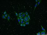 KLHDC3 Antibody in Immunocytochemistry (ICC/IF)