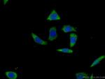 SPAG8 Antibody in Immunocytochemistry (ICC/IF)