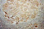 SPAG8 Antibody in Immunohistochemistry (Paraffin) (IHC (P))