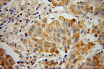 SPAG8 Antibody in Immunohistochemistry (Paraffin) (IHC (P))