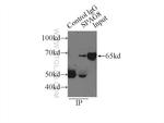 SPAG8 Antibody in Immunoprecipitation (IP)