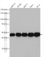 RBM17 Antibody in Western Blot (WB)