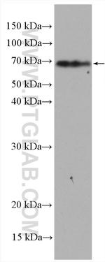SLC6A11 Antibody in Western Blot (WB)