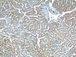 PTPRE Antibody in Immunohistochemistry (Paraffin) (IHC (P))