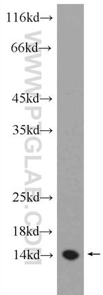 MDP-1 Antibody in Western Blot (WB)