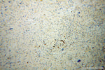 KIF3A Antibody in Immunohistochemistry (Paraffin) (IHC (P))