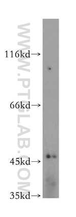 FBXL14 Antibody in Western Blot (WB)