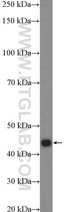 FBXL14 Antibody in Western Blot (WB)
