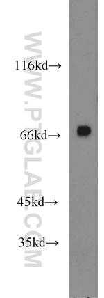 GAPDHS Antibody in Western Blot (WB)
