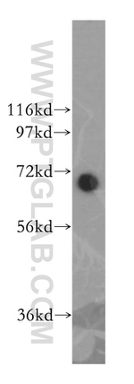 GAPDHS Antibody in Western Blot (WB)