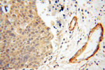 Calponin 1 Antibody in Immunohistochemistry (Paraffin) (IHC (P))