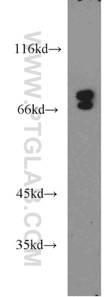 SIGLEC7 Antibody in Western Blot (WB)