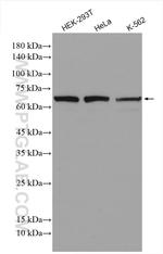RHOBTB3 Antibody in Western Blot (WB)