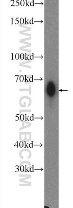 EMB Antibody in Western Blot (WB)