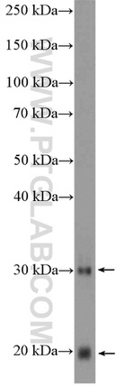 GPX3 Antibody in Western Blot (WB)