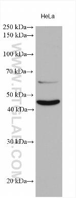 MAPKAPK2 Antibody in Western Blot (WB)