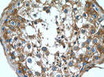 ALDH1A2 Antibody in Immunohistochemistry (Paraffin) (IHC (P))