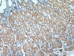 PPFIBP2 Antibody in Immunohistochemistry (Paraffin) (IHC (P))