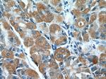 PPFIBP2 Antibody in Immunohistochemistry (Paraffin) (IHC (P))