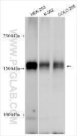 TNIK Antibody in Western Blot (WB)