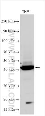 WDFY1 Antibody in Western Blot (WB)
