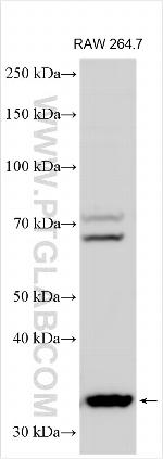 WDFY1 Antibody in Western Blot (WB)