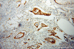 PPFIBP1 Antibody in Immunohistochemistry (Paraffin) (IHC (P))