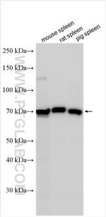 Siglec-12 Antibody in Western Blot (WB)