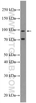 MICAL2 Antibody in Western Blot (WB)