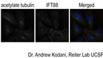 IFT88 Antibody in Immunocytochemistry (ICC/IF)