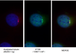 IFT88 Antibody in Immunocytochemistry (ICC/IF)