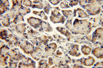 IFT88 Antibody in Immunohistochemistry (Paraffin) (IHC (P))