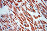 IFT88 Antibody in Immunohistochemistry (Paraffin) (IHC (P))