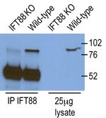 IFT88 Antibody in Immunoprecipitation (IP)