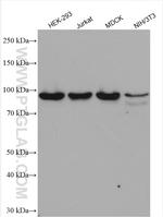 IFT88 Antibody in Western Blot (WB)