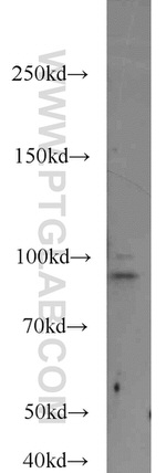 IFT88 Antibody in Western Blot (WB)