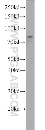 IFT88 Antibody in Western Blot (WB)
