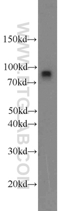 IFT88 Antibody in Western Blot (WB)