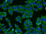 HSPA1L Antibody in Immunocytochemistry (ICC/IF)