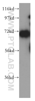 HSPA1L Antibody in Western Blot (WB)