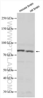 RFX4 Antibody in Western Blot (WB)