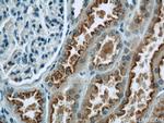 MKS3 Antibody in Immunohistochemistry (Paraffin) (IHC (P))