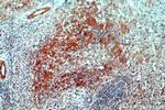 CNNM3 Antibody in Immunohistochemistry (Paraffin) (IHC (P))