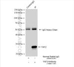 YAF2 Antibody in Immunoprecipitation (IP)