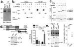 CaMKII beta Antibody in Western Blot (WB)