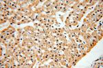 PCAF Antibody in Immunohistochemistry (Paraffin) (IHC (P))
