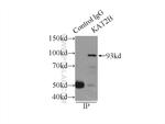PCAF Antibody in Immunoprecipitation (IP)