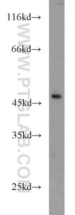 ANGPTL5 Antibody in Western Blot (WB)