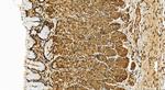 4EBP1 Antibody in Immunohistochemistry (Paraffin) (IHC (P))